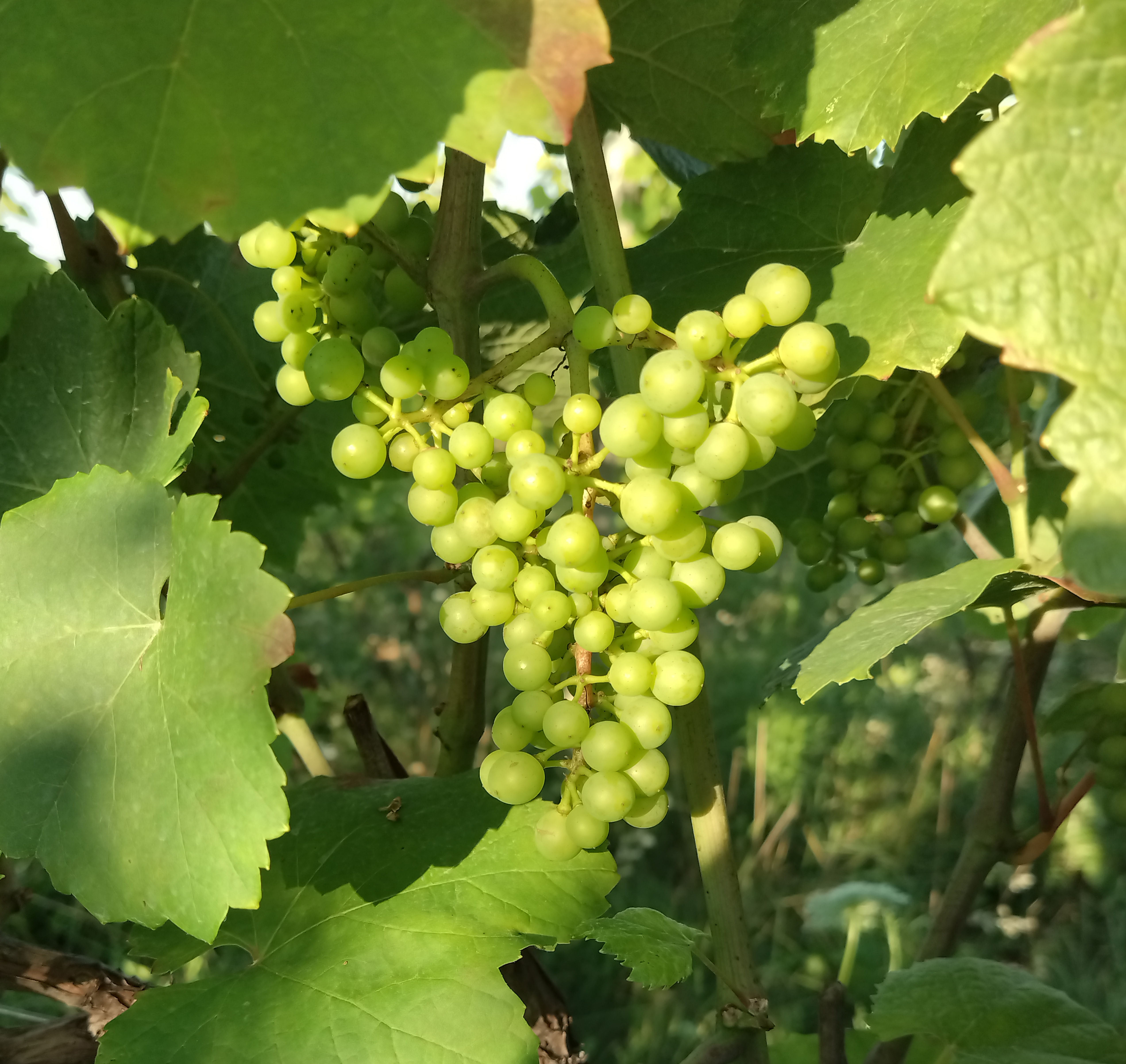 Zweigelt grapes hanging from a limb.